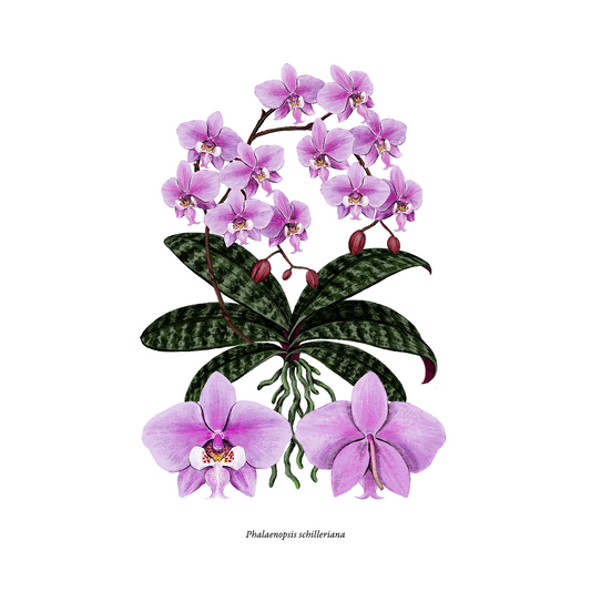 A3 Phalaenopsis schilleriana